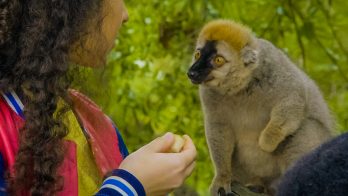 girl feeds a lemur food
