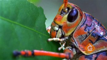 closeup of a large cricket eating a leaf