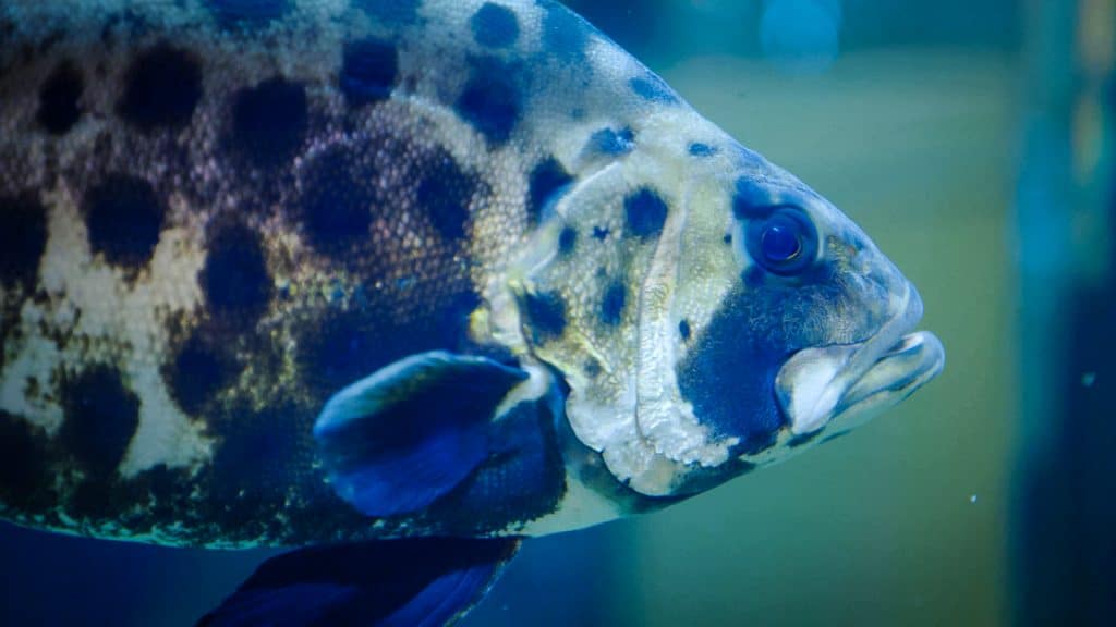 fish swimming through bag water quality