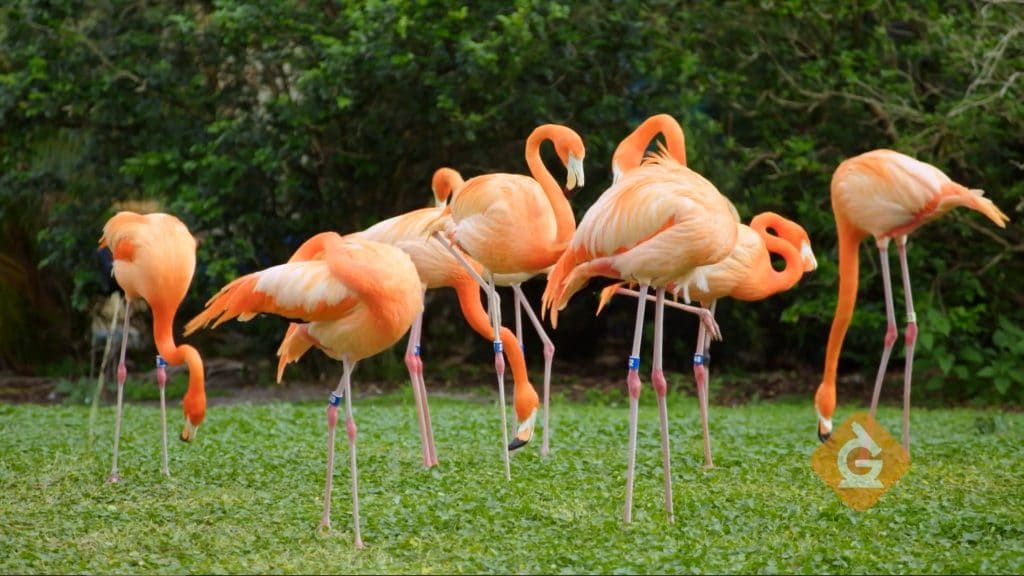 flamingos gather in a group to eat food