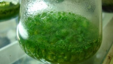 Green algae is a bottle which can be used to make biodiesel