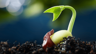 Seed germination is the first step in the life cycle of plants