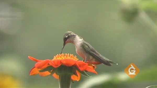 humming bird has a unique beak to help it drink nectar from long flowers