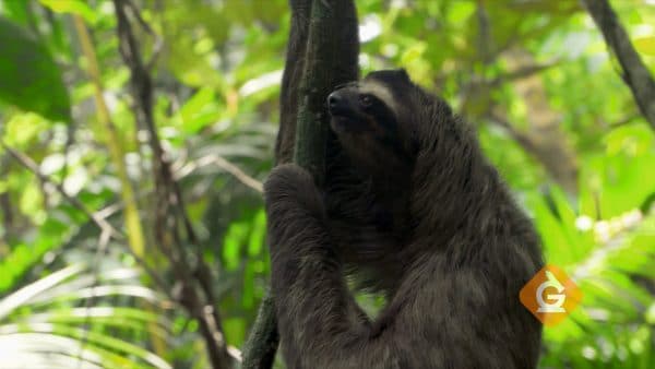 sloth crawling up a tree with the help of its adaptations