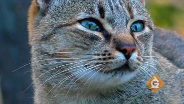 closeup of a cat's eyes which are an adaptation that helps it survive