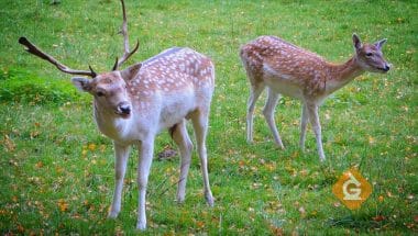 deer with white spots in a yard