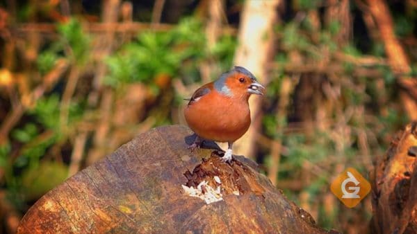 bird eating a seed shows how its beak is an adaptation