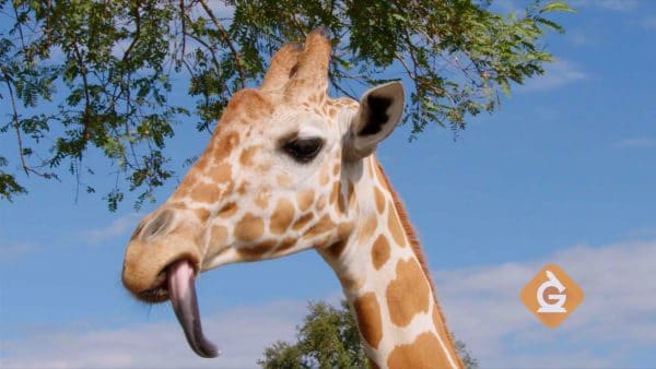 Giraffe with black tongue out