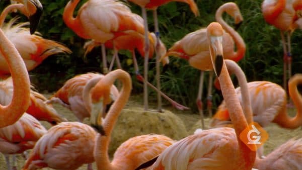 flamingos gather in groups to mate