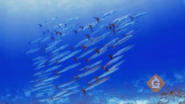 group of fish swimming together underwater as a school