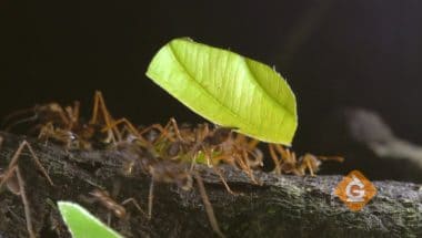 leaf cutter ants behaving in a group to cut leaves and carry them back to the nest