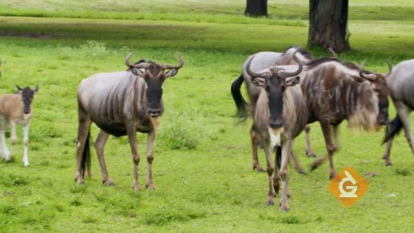 wildebeest eat grass in a group