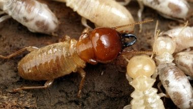 closeup of termite which can follow the smell of pheromones