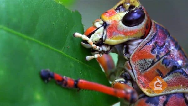 closeup of a cricket eating a leaf