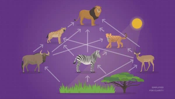 food web diagram with the sun, producers and consumers