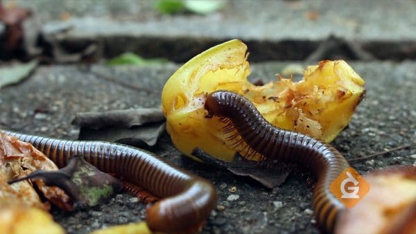 A millipede is an example of a decomposer.