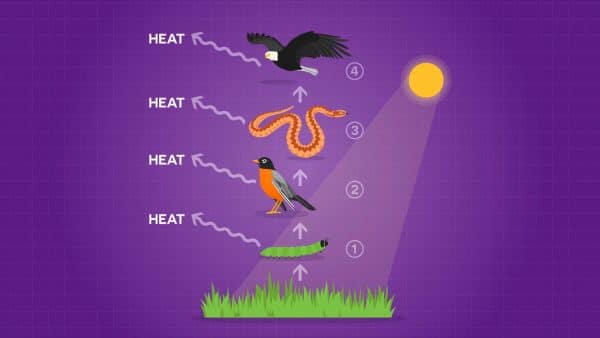 food chain diagram with 4 steps