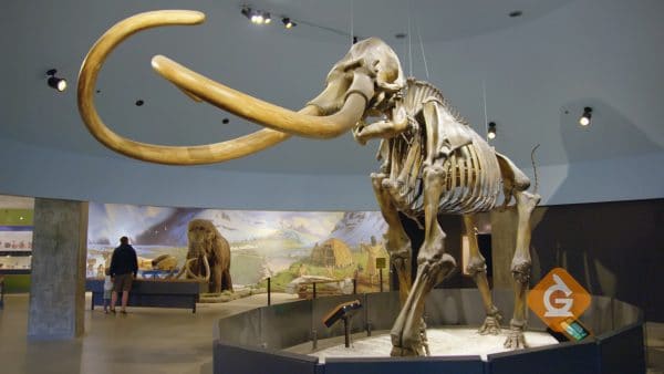 large fossil of a mammoth