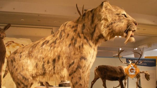replica of a saber toothed cat