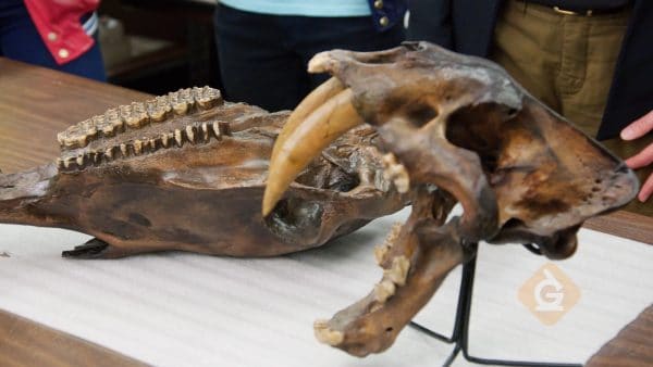skulls showing the teeth of a carnivore and herbivore