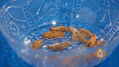 Bowl of crickets which are edible