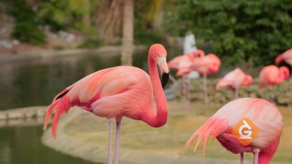 Flamingos eat foods that make them pink