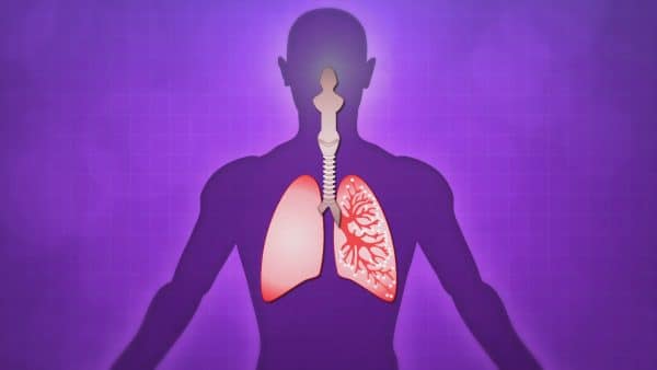 simple diagram of the lungs and respiratory system for kids