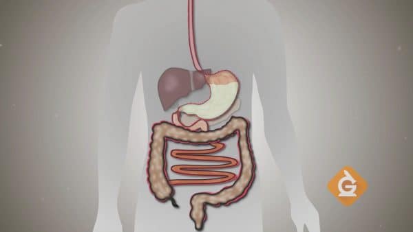 El sistema digestivo descompone los alimentos para liberar nutrientes.