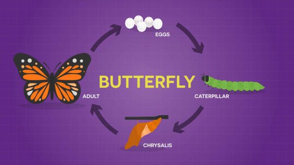 diagram of a butterfly life cycle for kids