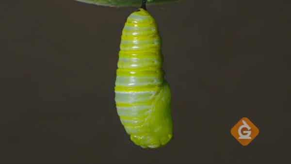 chrysalis hanging from a branch with a caterpillar inside
