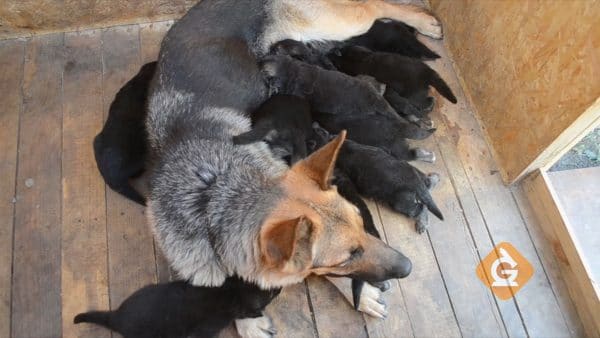 dog with a litter of puppies drinking milk