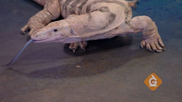 large lizard walking on concrete with tongue out