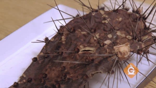 closeup of spines on a preserved cactus