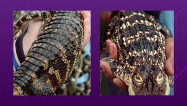 comparison of alligator scales which have unique patterns