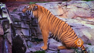tiger sitting showing its unique stripes
