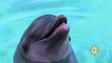 dolphin with head above water uses sound waves to communicate
