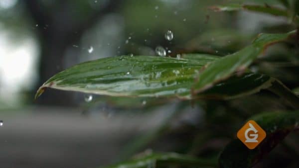rain falls on a leaf