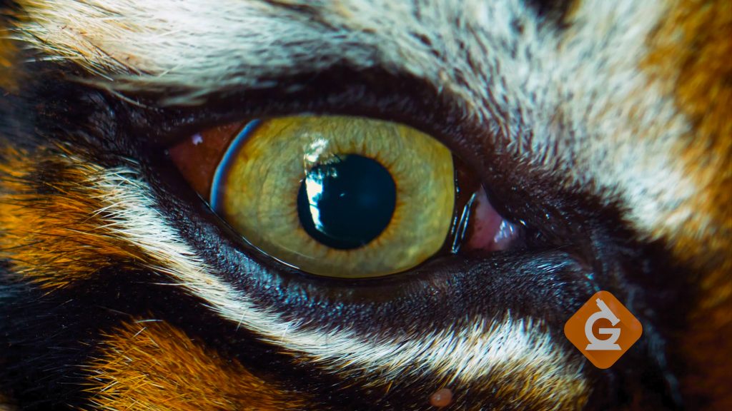 closeup of a tiger's eyes
