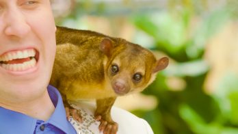 kinkajou sitting on a shoulder