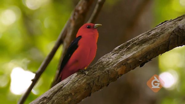 bird listens for sounds in a jungle