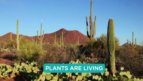 desert landscape with cactus growing