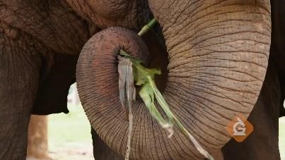 elephant uses its sense on touch to feel plants