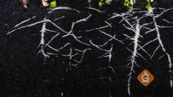 Las raíces son una parte externa de la planta.