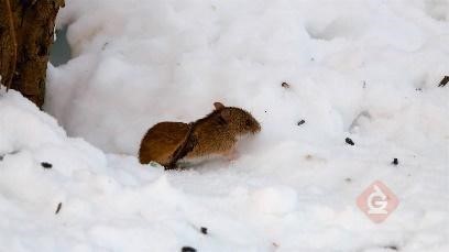 mouse uses its sense of smell to sense danger