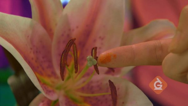 finger points out pollen inside of flowers