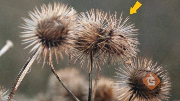 Pollination and Seed Dispersal | Science Video For Kids | Grades K-2 Pollination and Seed Dispersal | Science Video For Kids | Grades K-2