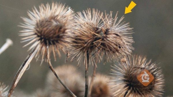 seeds of the cockle bur plant which can stick to animal fur