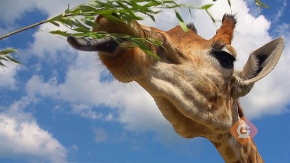 giraffe uses its sense of taste to eat leaves