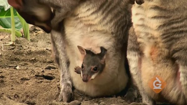 kangaroo hides inside the pouch of its mother