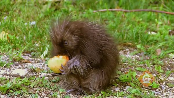 baby porcupine eats fruit